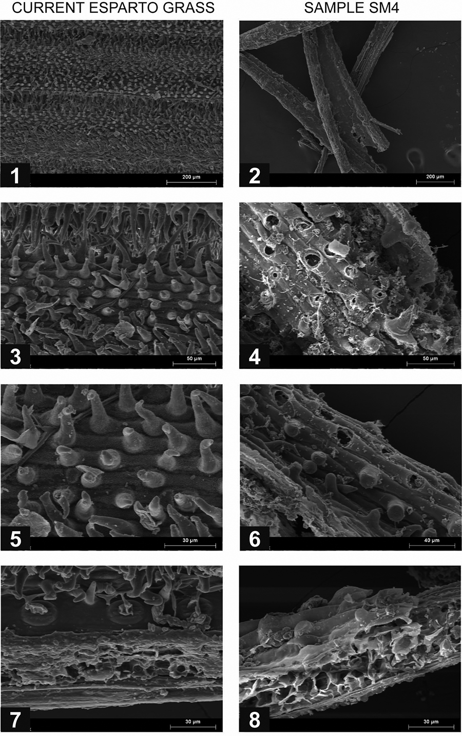 Figura 3. Imatges SEM de fibres d’espart actuals i de les arqueològiques d’SM-W. Stipa tenacissima. Vista general de la superfície abaxial de la fulla (magn. 130x). 3 i 5: detall de tricomes filiformes simples (magn. 450x i 900x). 7: tall transversal de la fulla i detall dels estomes (magn. 800x). SM-4, mostra arqueològica (ID 61b de la figura 2). 2: fragments de fulles plegades cap a la superfície adaxial (magn. 100x). 4 i 6: detall dels tricomes (magn. 500x i 600x). 8: secció transversal de la fulla (magn. 800x).