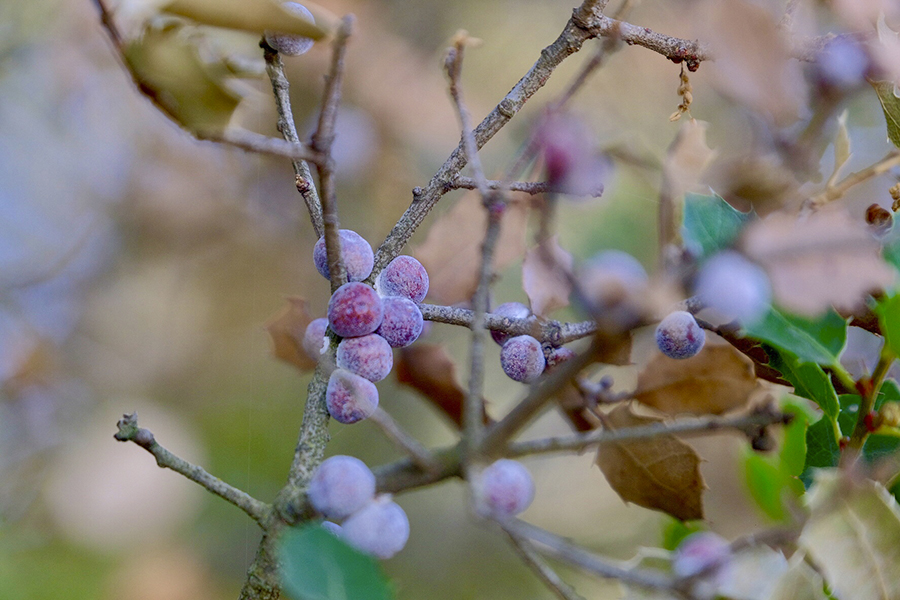 Figura 1. Kermes vermilio enganxat en una branca de quercus coccifera.