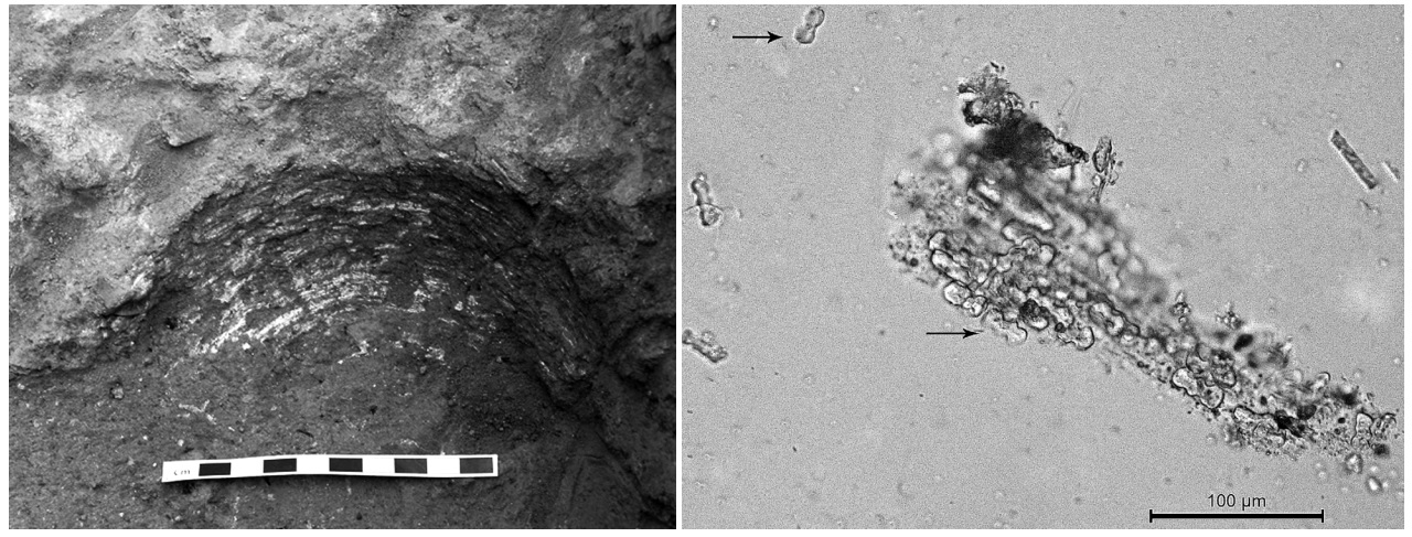 Figura 3. Fitòlits analitzats al jaciment de Çatalhöyük (Turquia) (modificat de Wendrich/Ryan 2013).