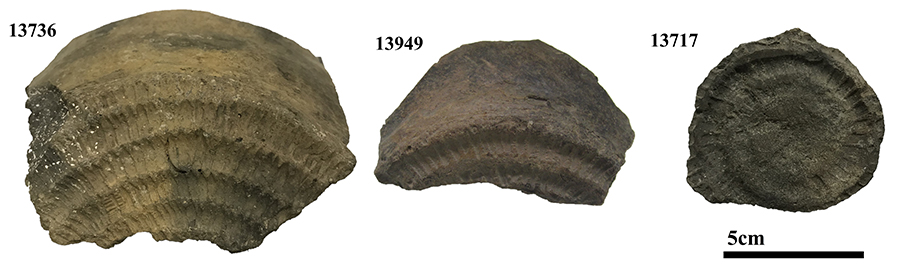 Figura 5. Empremtes de cistelleria del jaciment de Cova Fonda (Tarragona) (modificat de Romero-Brugués et al. 2021).