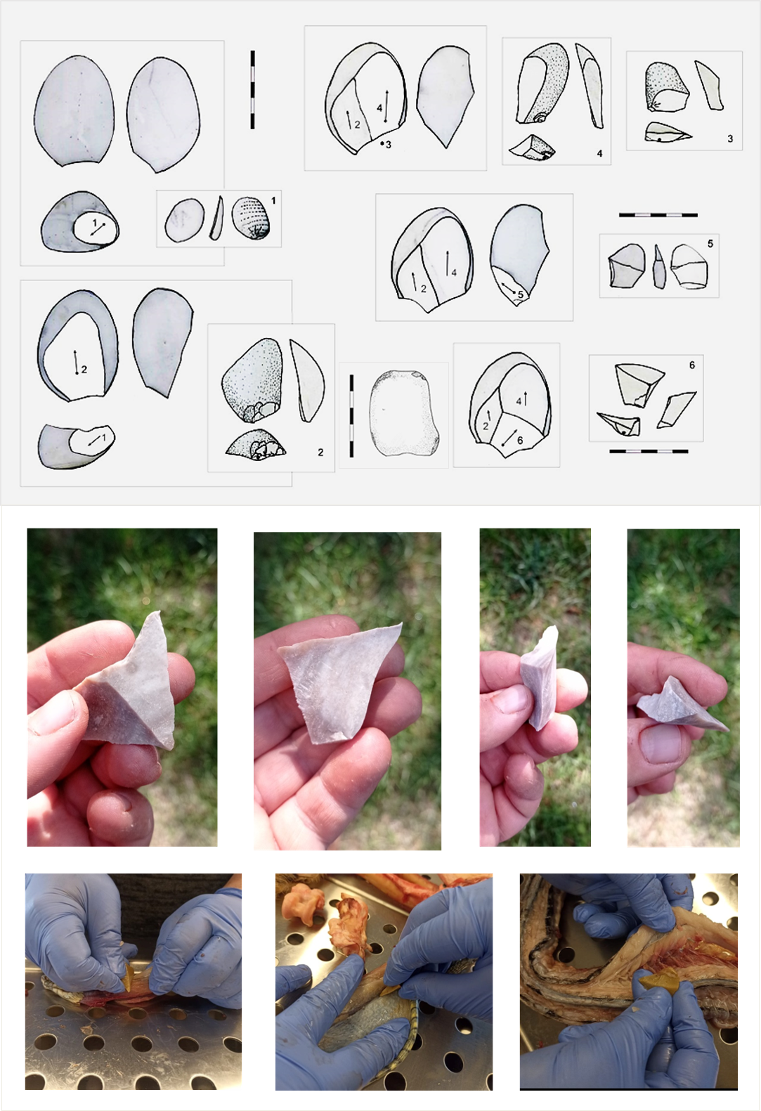 Figura 4. A dalt: experimentació de talla discoide unidireccional per a la producció de puntes pseudo-Levallois que reprodueixen l’esquema de Champs de Bossuet (França). A sota: puntes pseudo-Levallois en sílex i l’ús d’una d’elles en tasques de carnisseria. Imatges i experiments de l’autor.