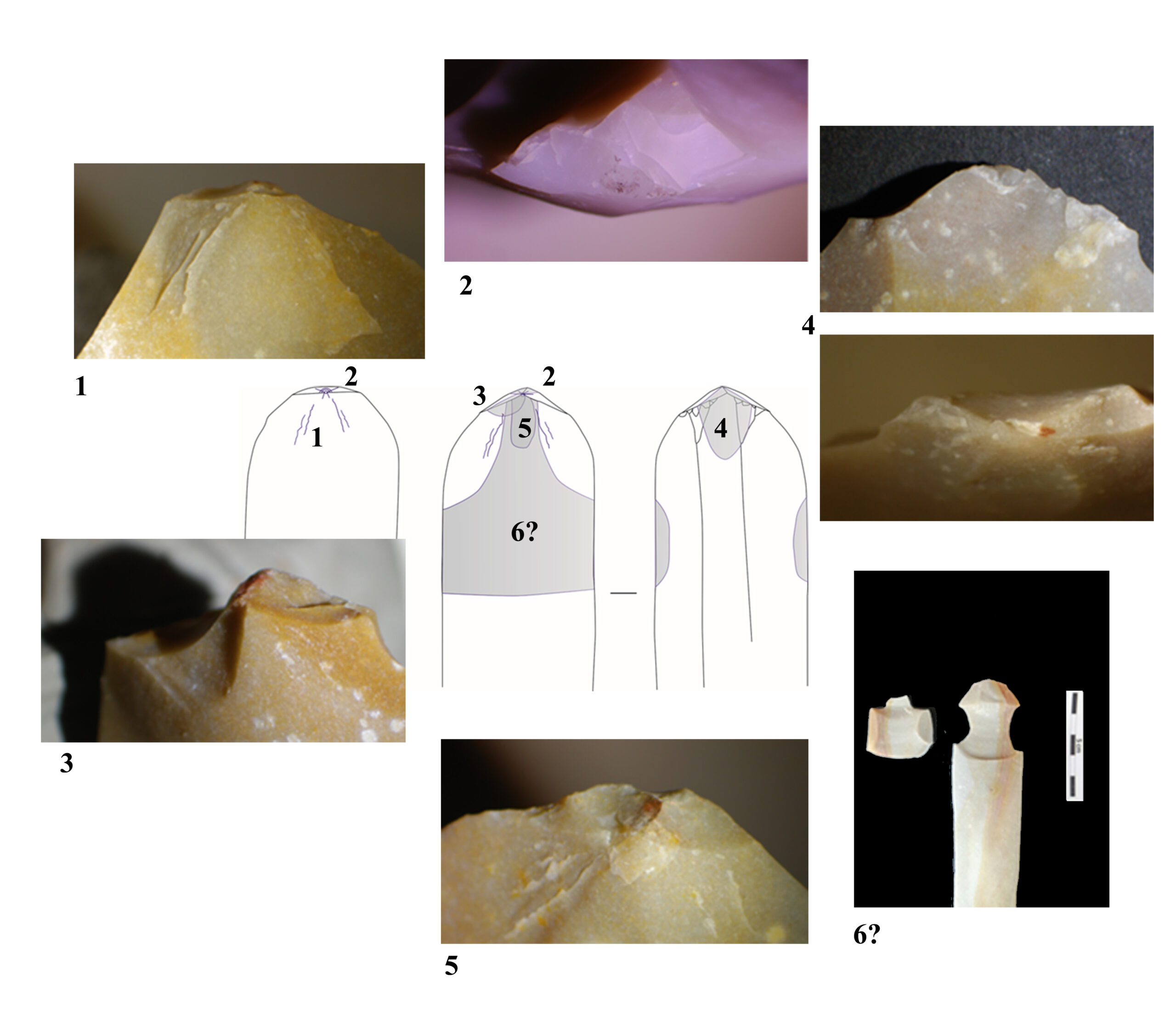 Figura 7. Estigmes del coure.