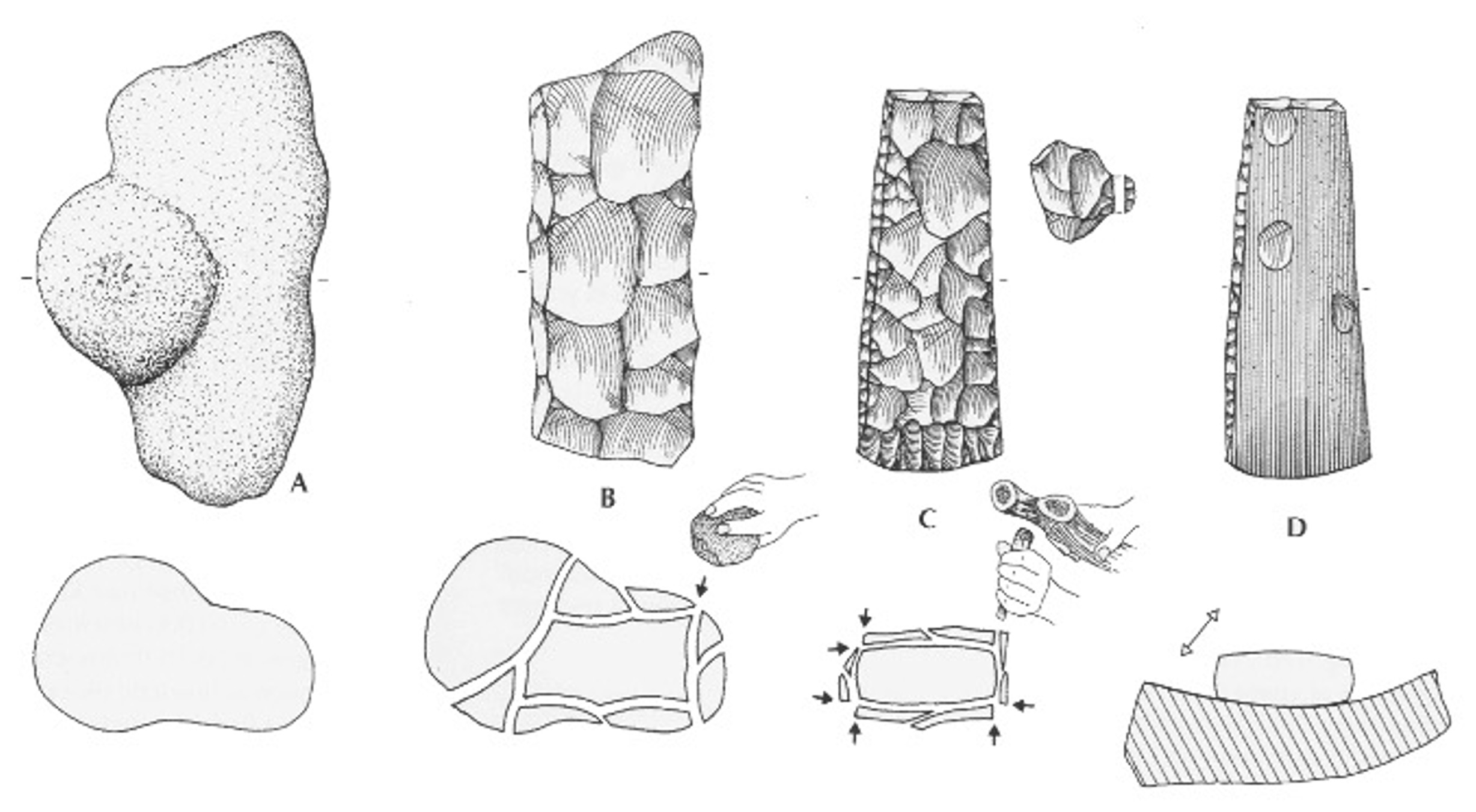 Figura 5. Representació simplificada dels passos individuals de producció d'una destral de sílex (Vang Petersen, 2008). Figura 5. Representació simplificada dels passos individuals de producció d'una destral de sílex (Vang Petersen, 2008).